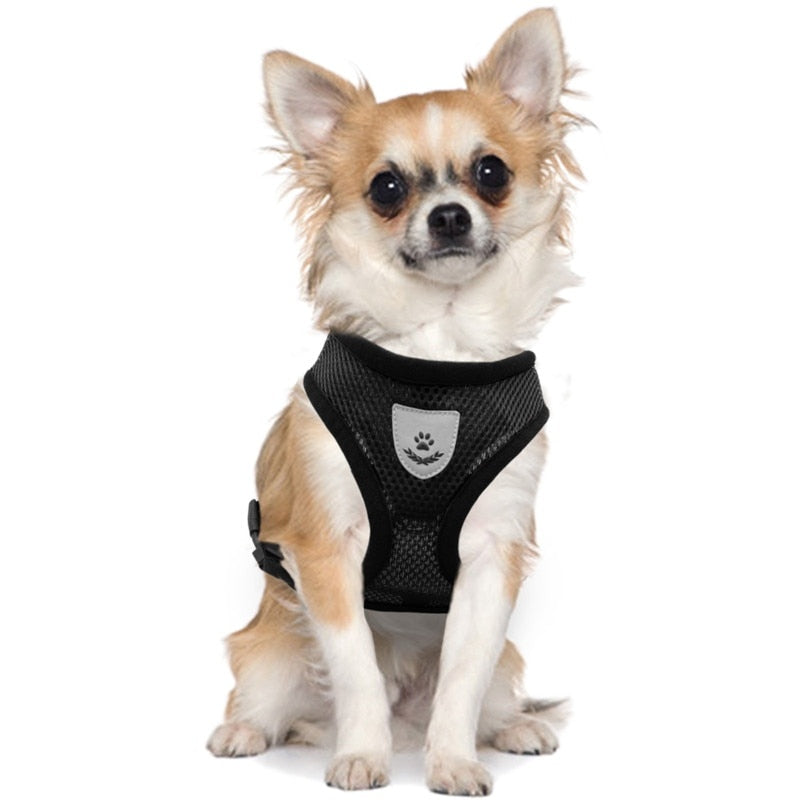 cat walking harness leash