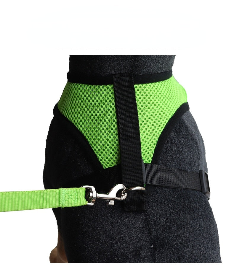 cat walking harness leash