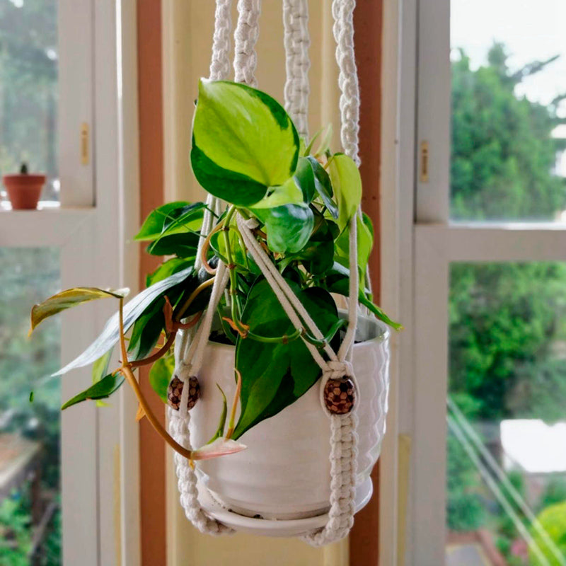 Handmade Macrame Plant
