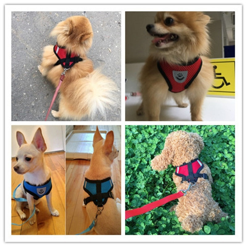 cat walking harness leash