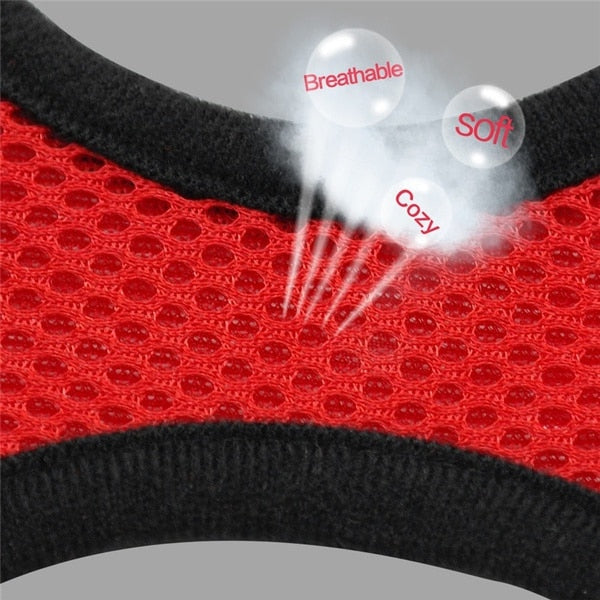 cat walking harness leash