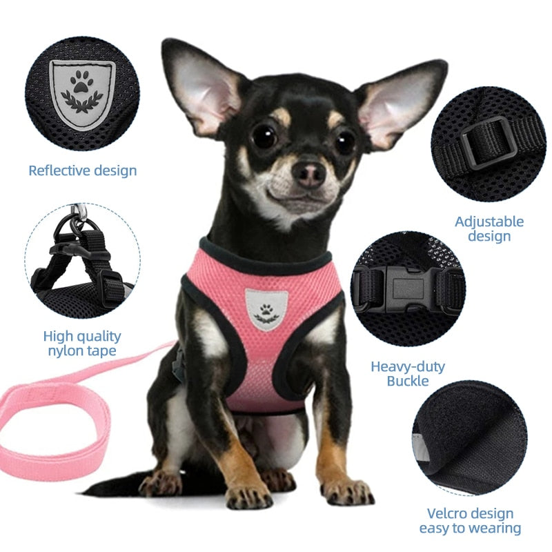 cat walking harness leash