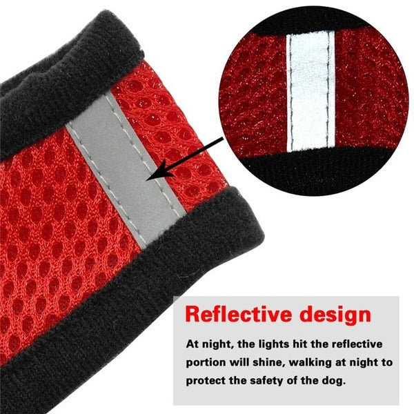 cat walking harness leash
