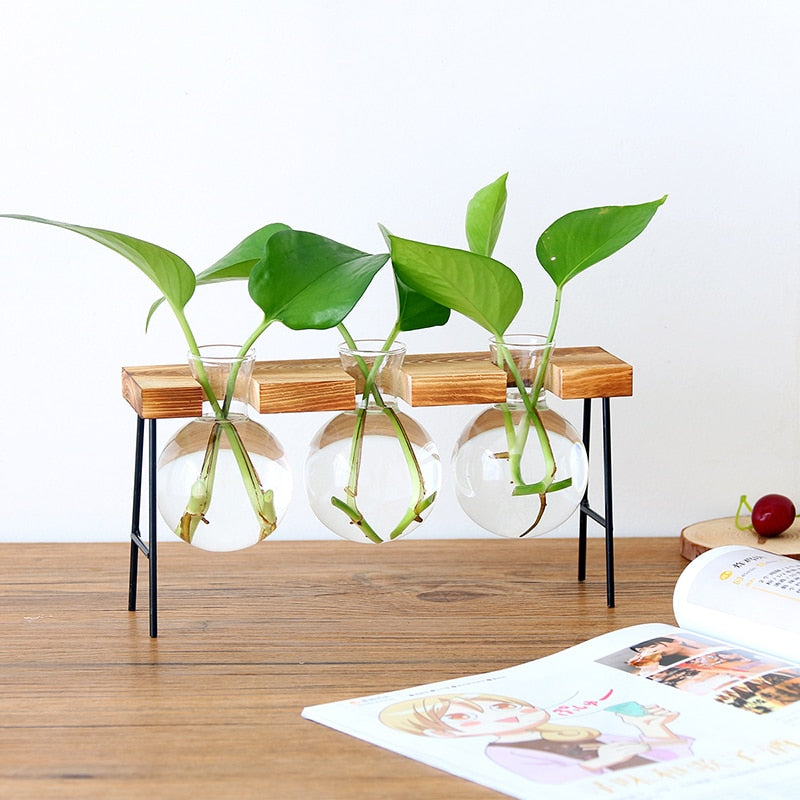 Glass vase for tabletop plants