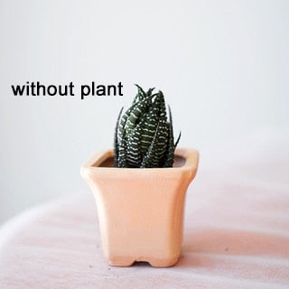Small planets for your plants