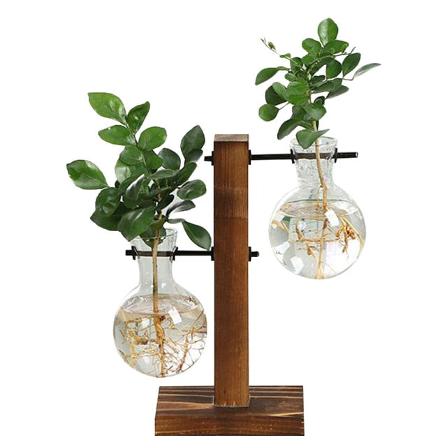 Glass vase for plants
