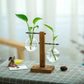 Glass vase for plants