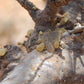 Govinda - Natural frankincense resin