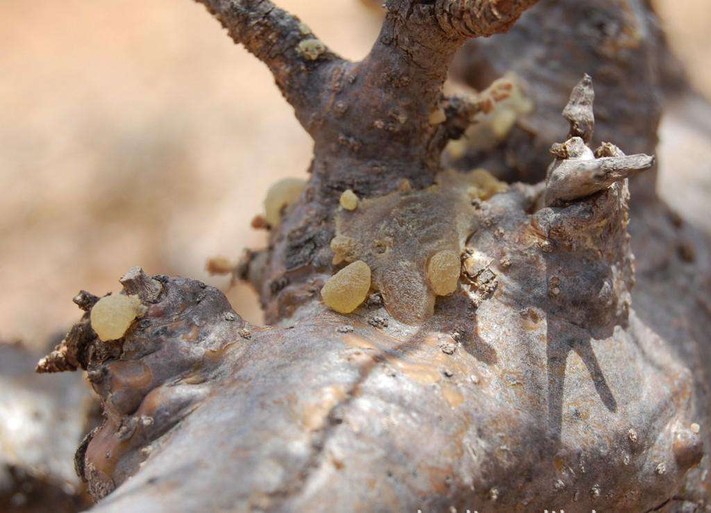 Govinda - Natural frankincense resin