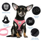 cat walking harness leash
