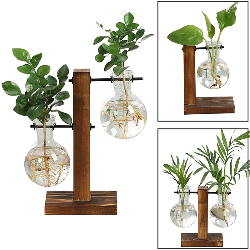 Glass vase for plants