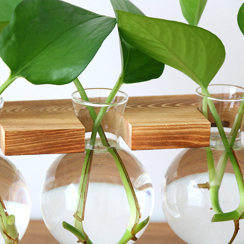 Glass vase for tabletop plants