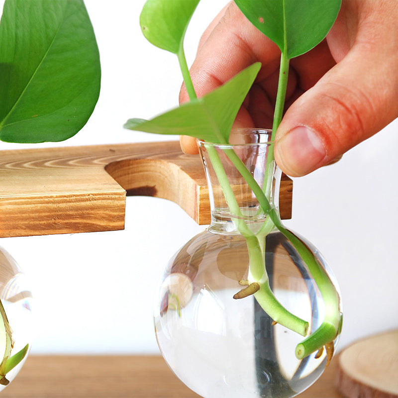 Glass vase for tabletop plants